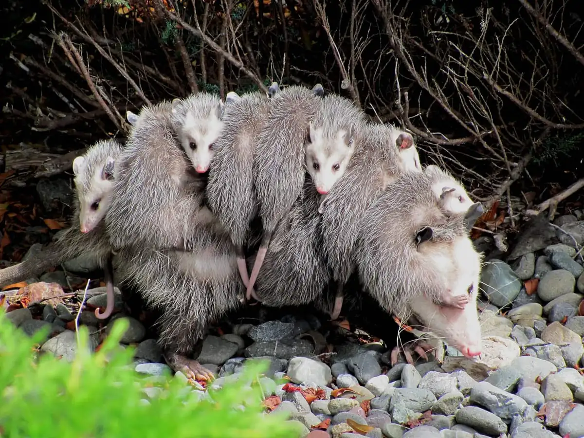 Mother opossum carrying several young riding on her back