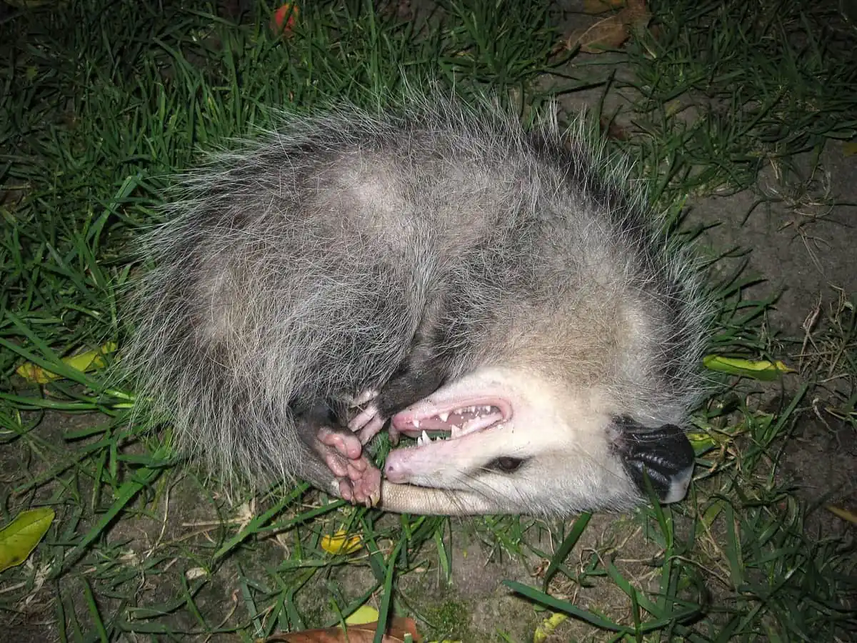 Opossum lying on its side in grass with mouth open, playing dead