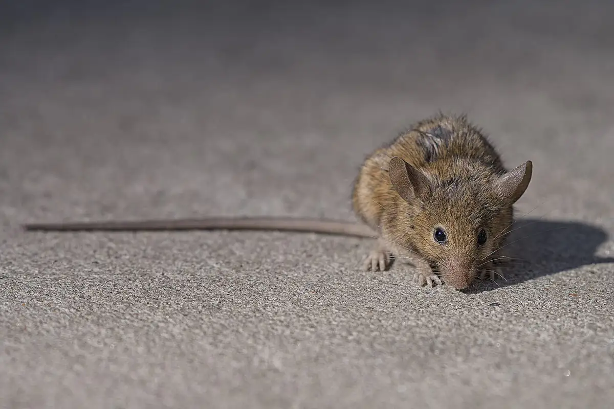 Brown rat on a city sidewalk
