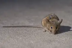 Brown rat on a city sidewalk