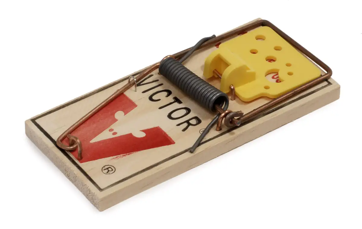 Classic wooden snap trap, the extension-recommended workhorse for indoor rats