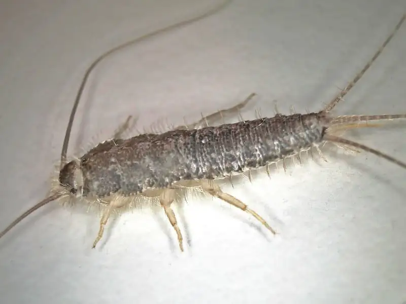 Gray silverfish, a close relative that colonizes drier rooms