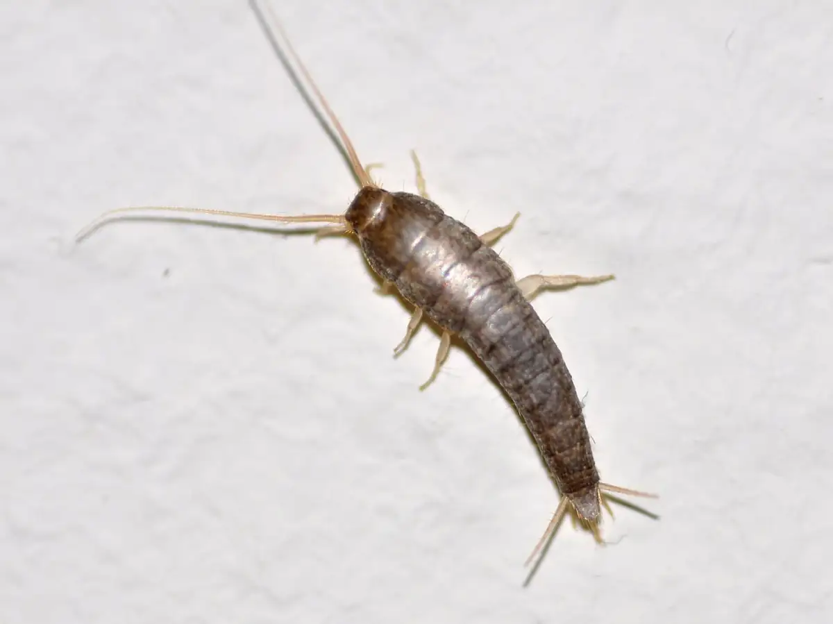 Common silverfish, Lepisma saccharina