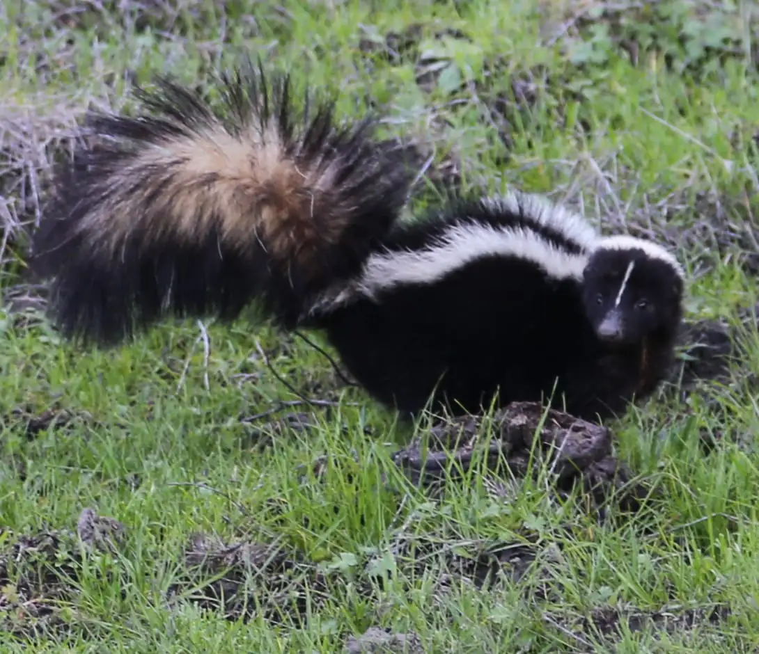 Striped skunk alert with tail raised