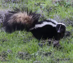 Striped skunk alert with tail raised