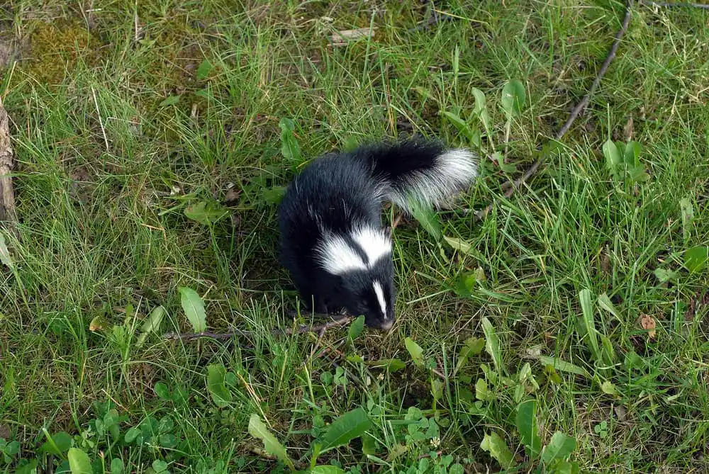 Striped skunk foraging at the edge of cover