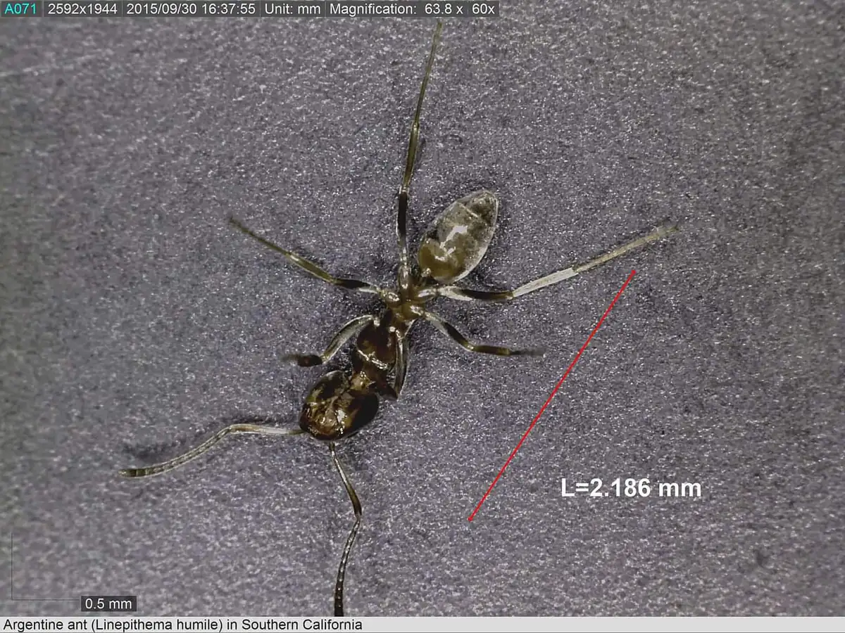 Measured Argentine ant specimen showing its tiny two-millimeter size