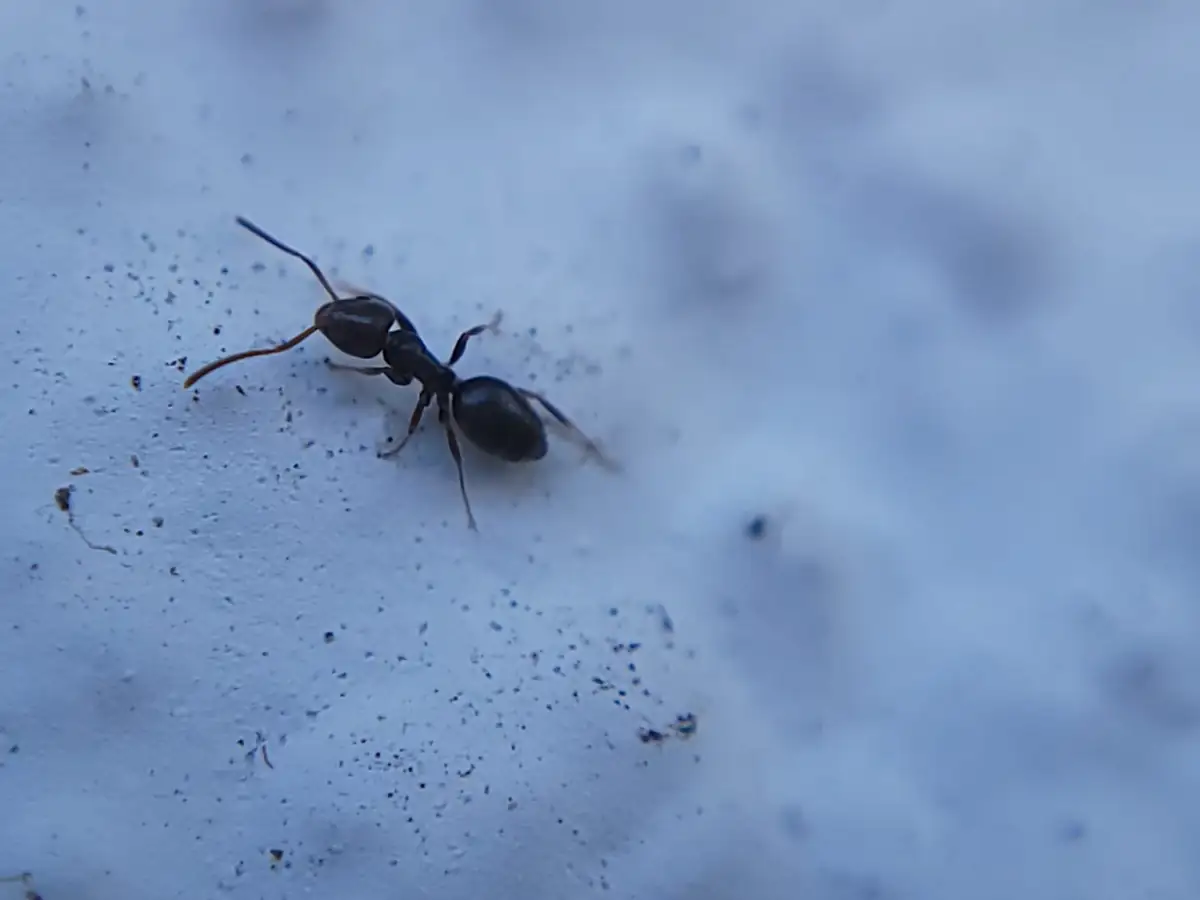 Odorous house ant worker close up