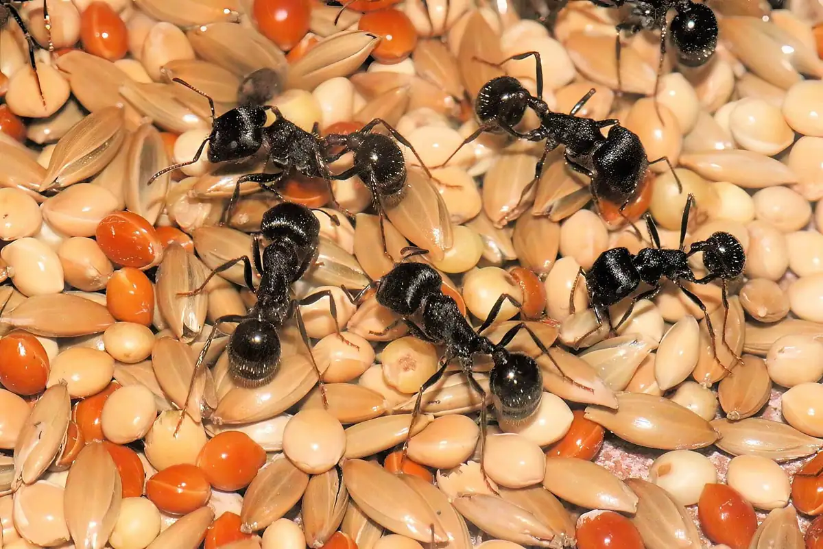 Pavement ants swarming over birdseed, showing their food-raiding behavior