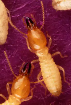 Formosan subterranean termite soldiers with dark jaws