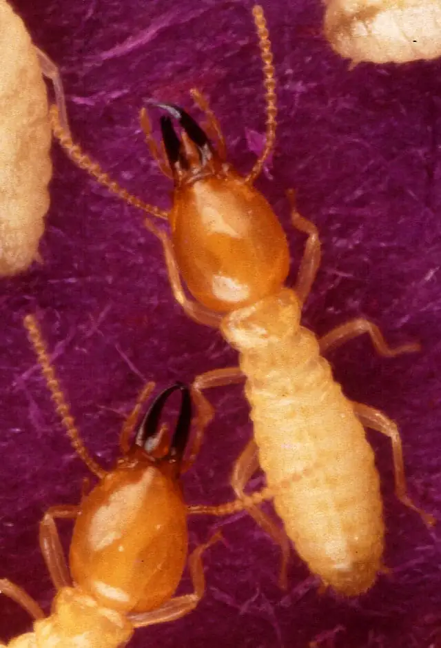 Formosan subterranean termite soldiers with dark jaws