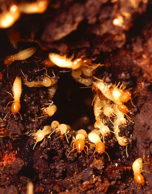 Cluster of pale termite workers and dark-headed soldiers inside a nest carton
