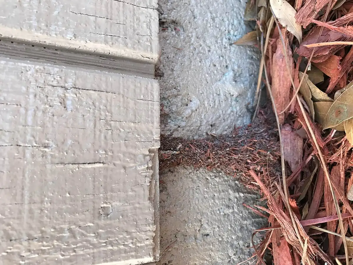 Mud shelter tube climbing from mulch onto house siding