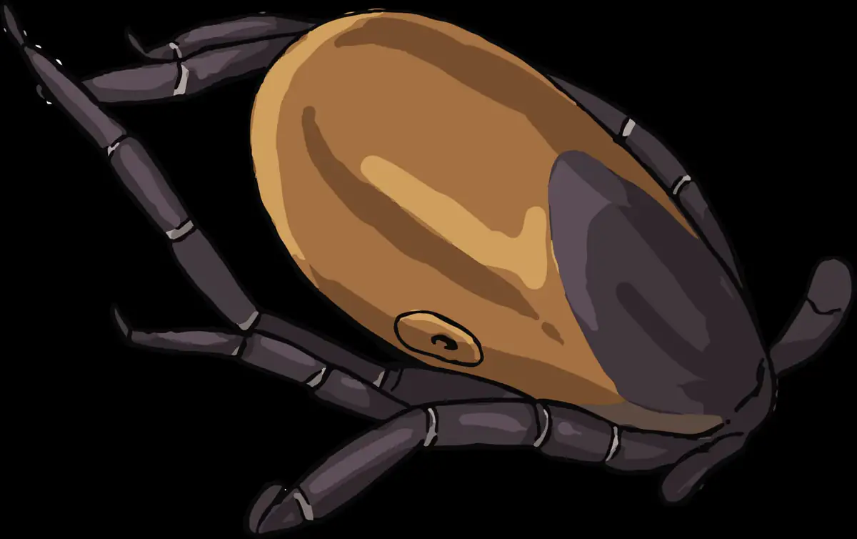 Female tick feeding, magnified illustration