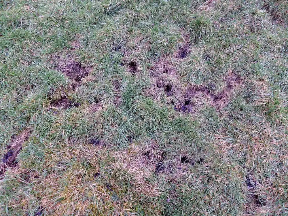 Small vole holes linked by worn paths in short turf
