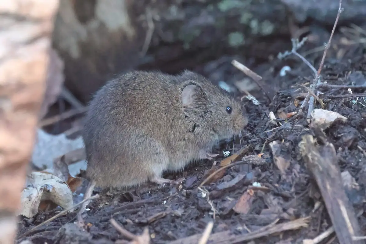 Meadow vole, Microtus pennsylvanicus, in leaf litter