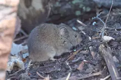 Meadow vole, Microtus pennsylvanicus, in leaf litter