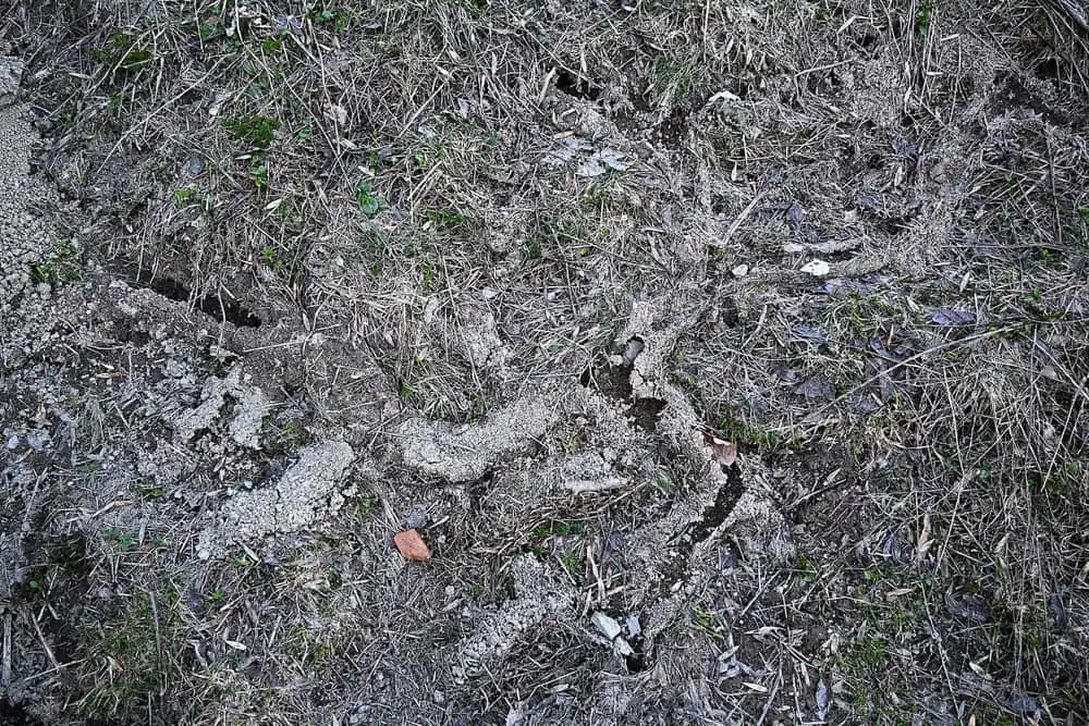 Clipped vole runways and soil castings after snowmelt