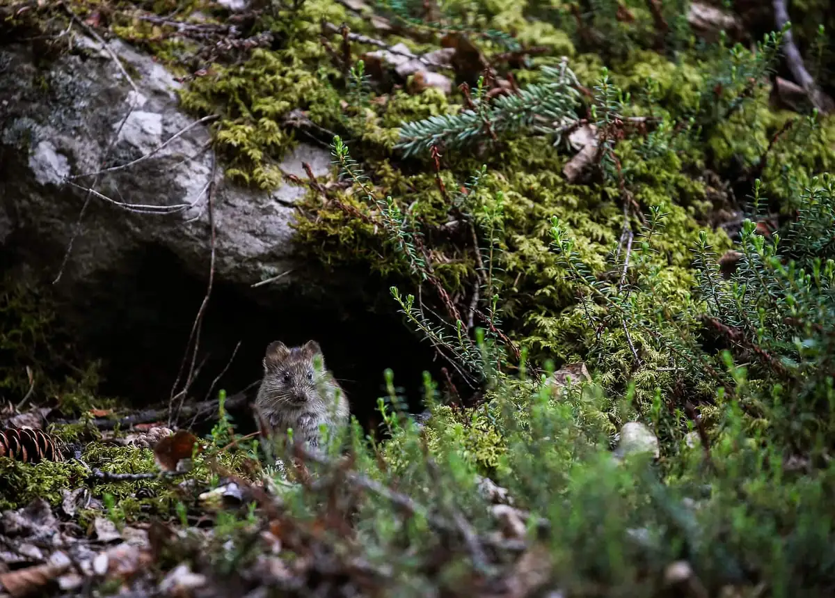 Small vole at a burrow mouth beside moss and roots
