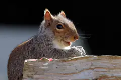 Eastern gray squirrel perched on a branch