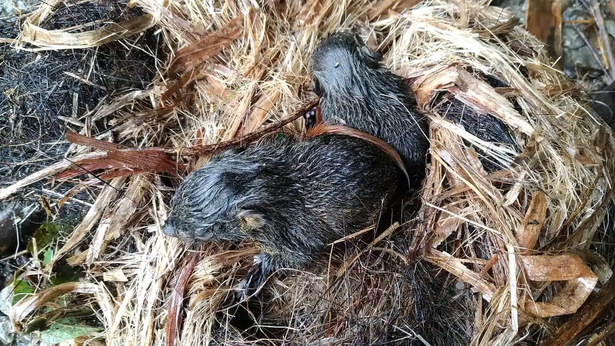 Huddled baby squirrels in a nest, helpless for weeks after birth