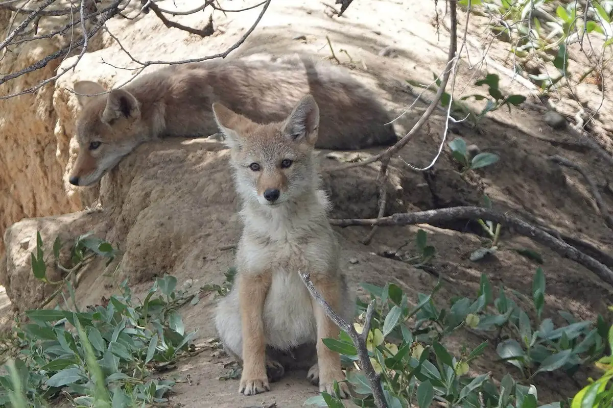 Two young coyote pups resting at a den entrance