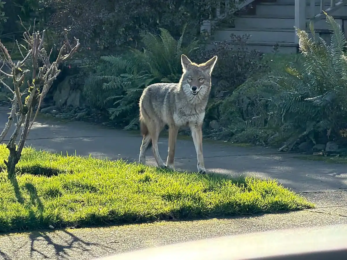 Coyote standing alert on a suburban lawn beside a house
