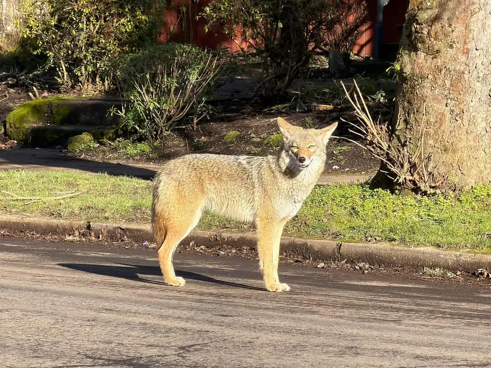 Coyote standing in a residential street in front of suburban houses