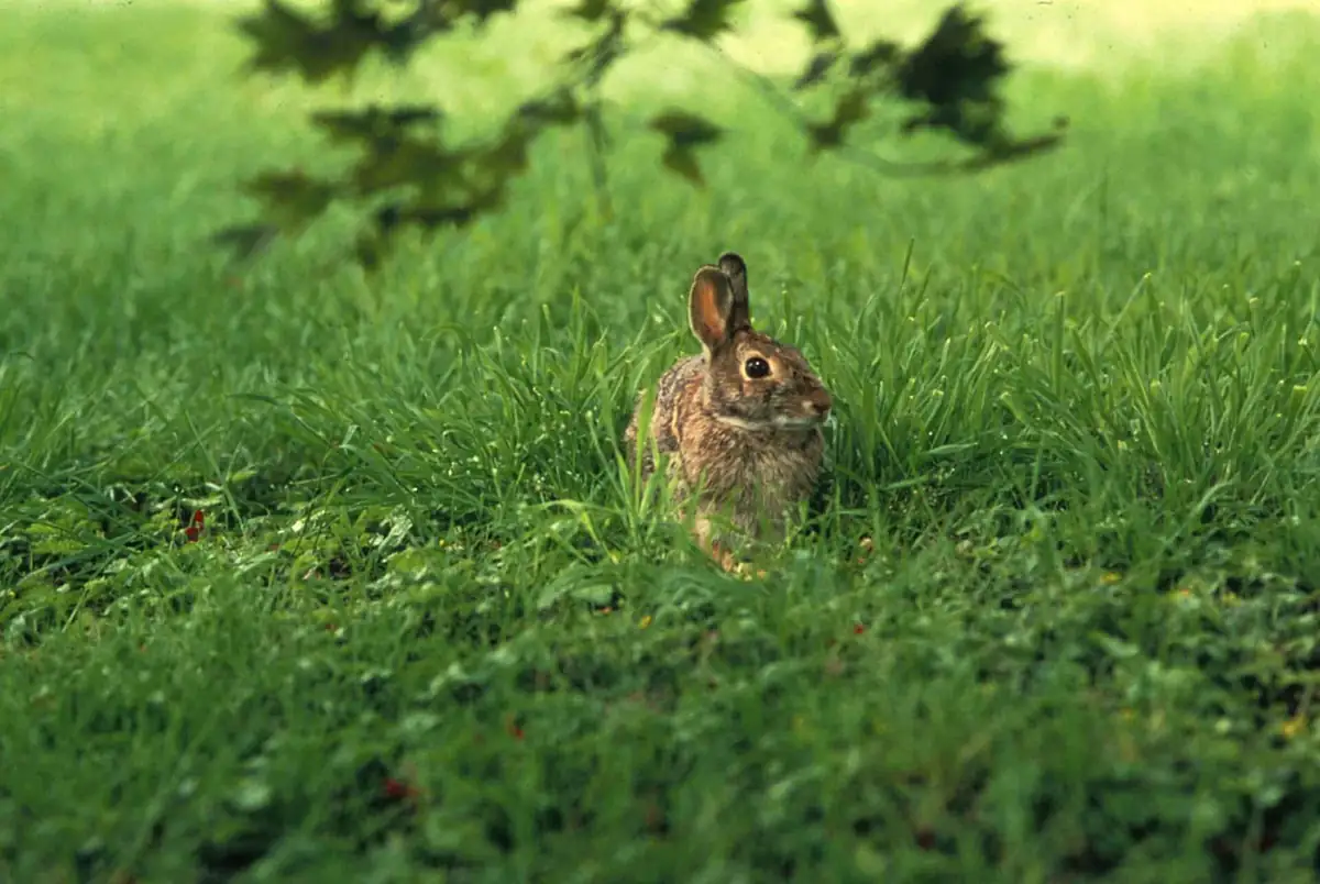 Eastern cottontail rabbit sitting alert in green grass