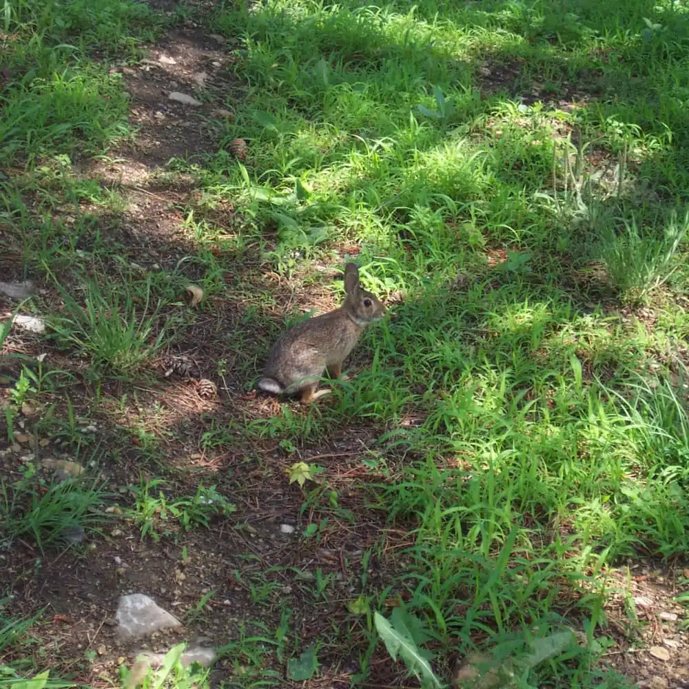 Eastern cottontail rabbit sitting in grass at the edge of a yard