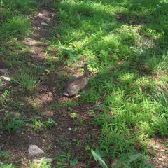 Eastern cottontail rabbit sitting in grass at the edge of a yard