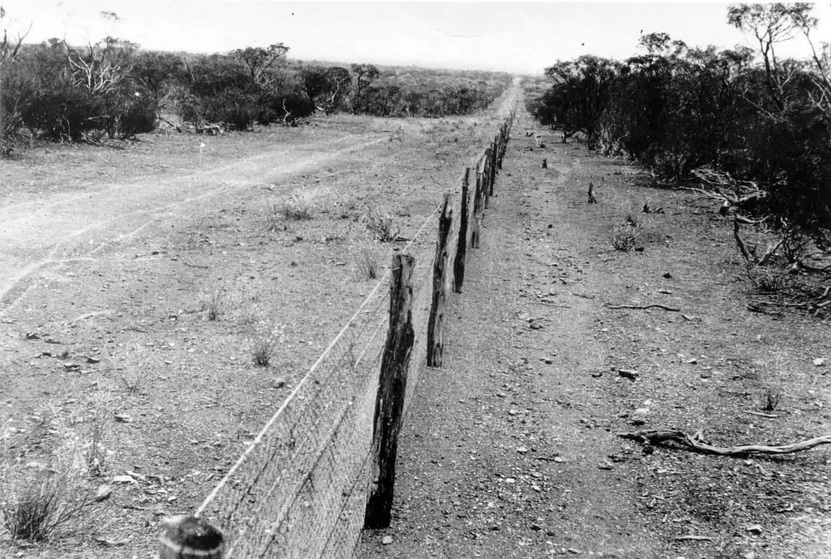 Historic wire-mesh rabbit-proof fence running through scrubland