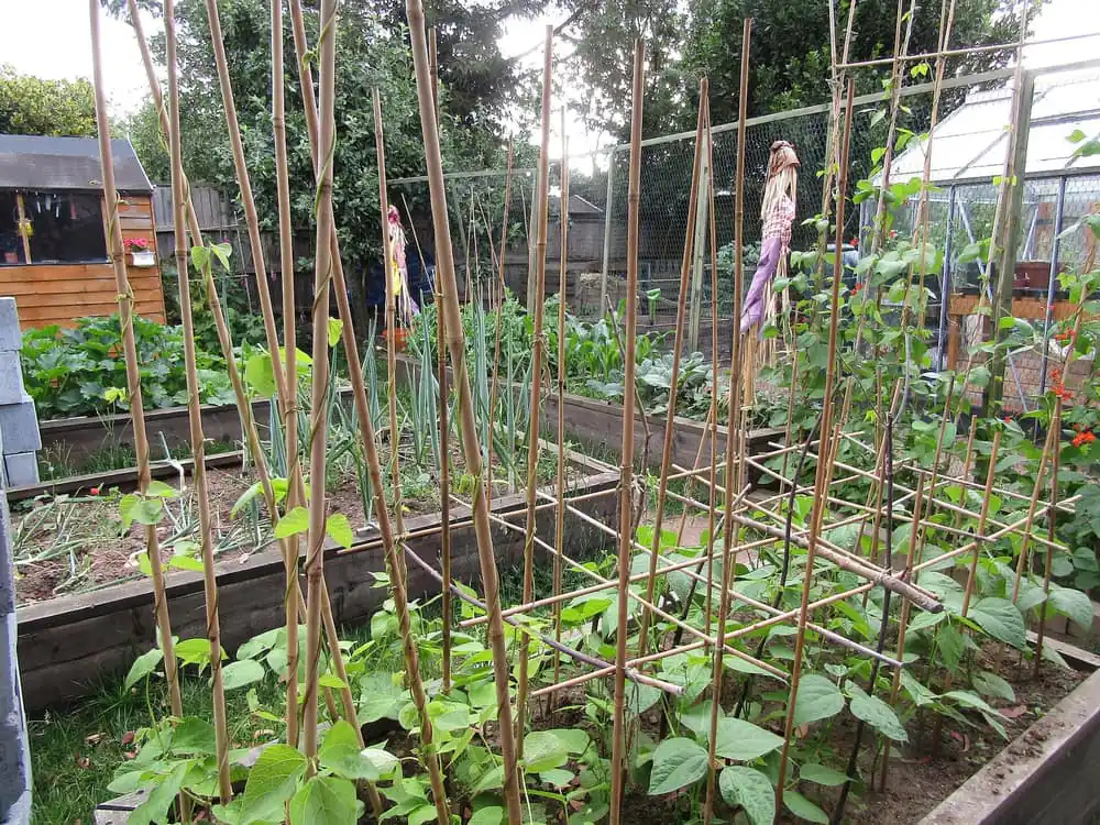 Raised vegetable beds with trellises, scarecrows, and mesh screening