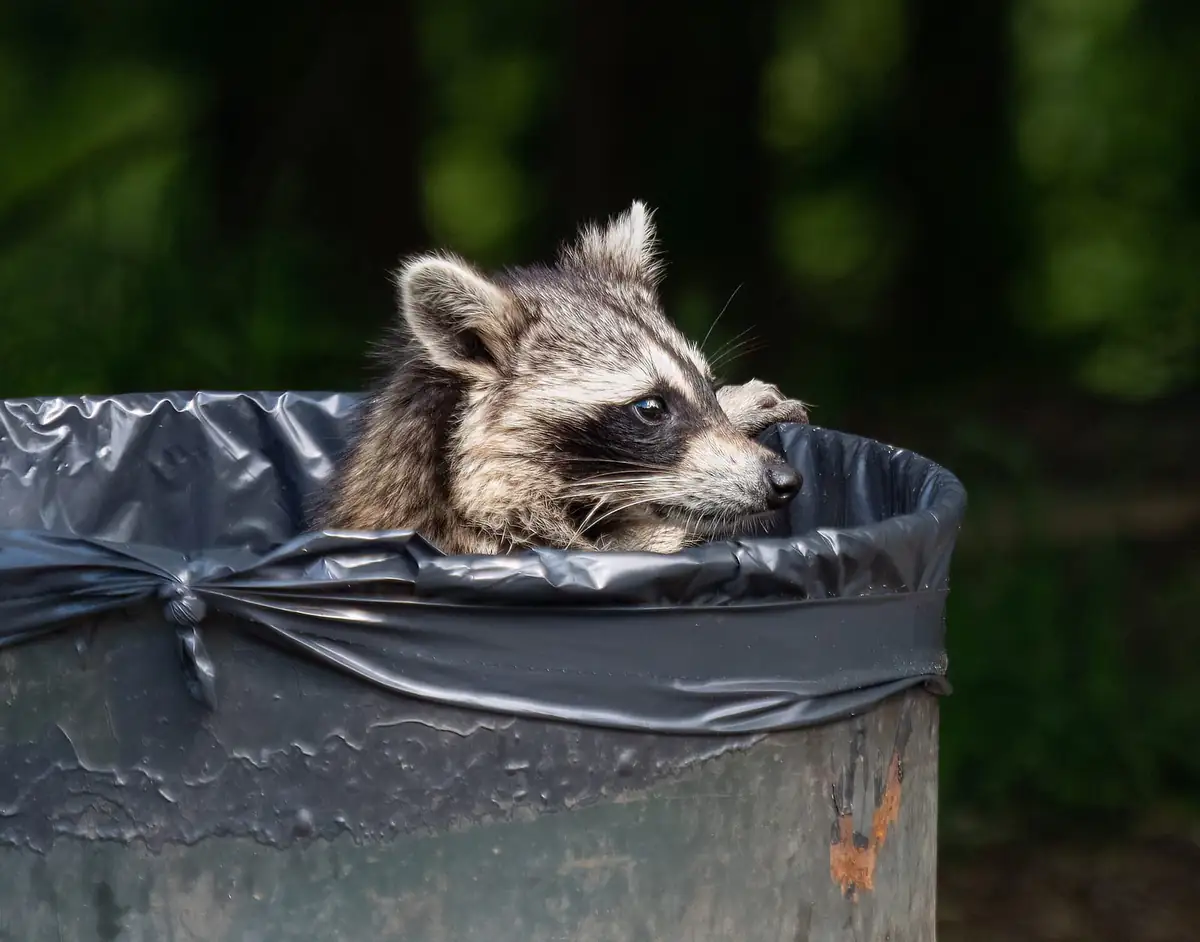 Raccoon peeking out of a garbage can at a park