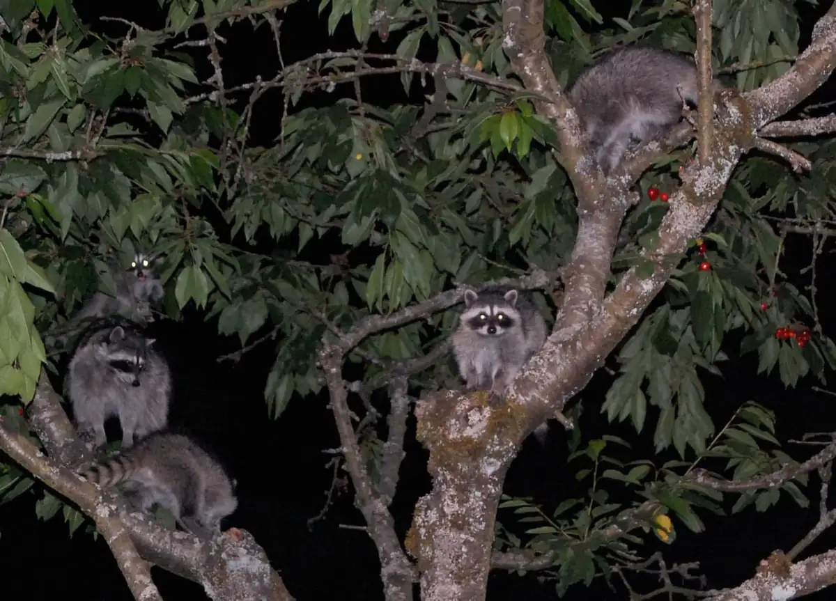 Family of raccoons foraging in a cherry tree at night with eye shine