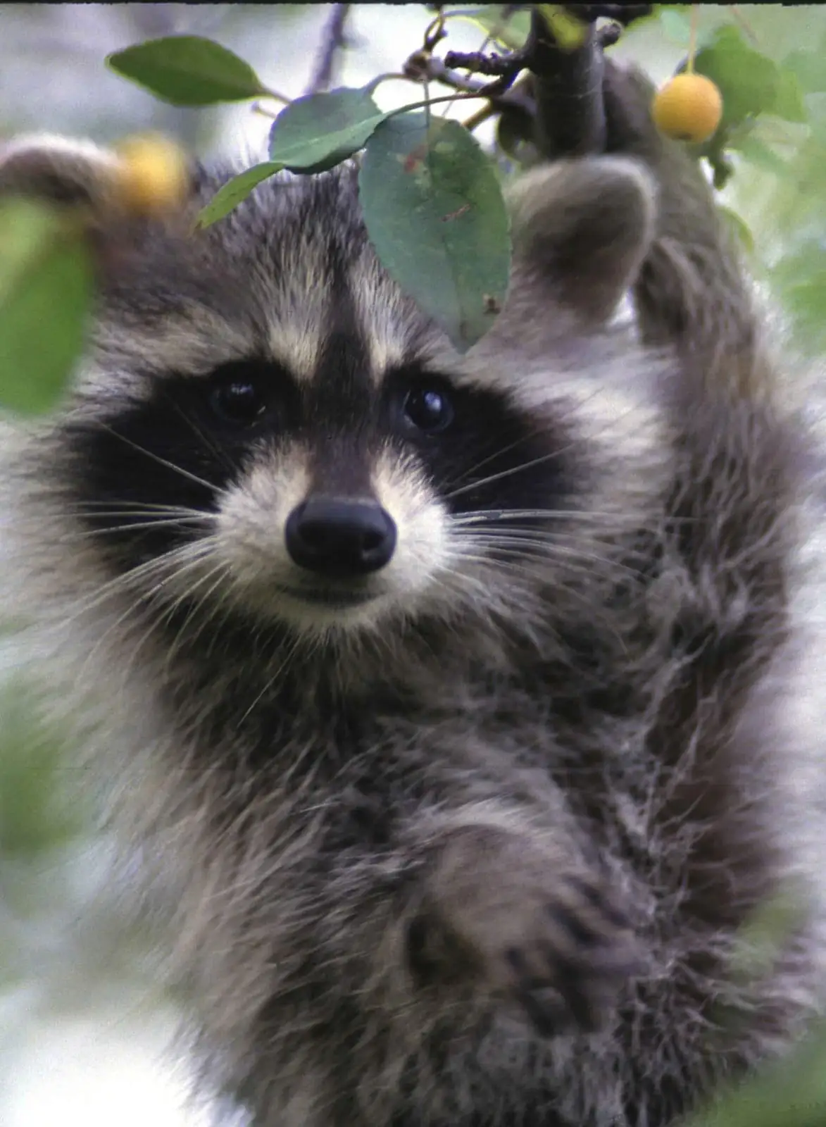 Close portrait of a raccoon among leaves showing masked face and dexterous paws