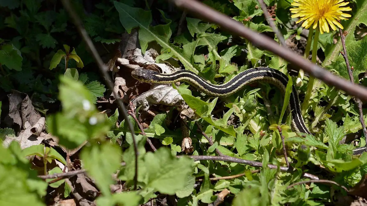 Eastern garter snake moving through lawn grass