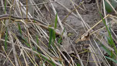 Eastern garter snake in grass