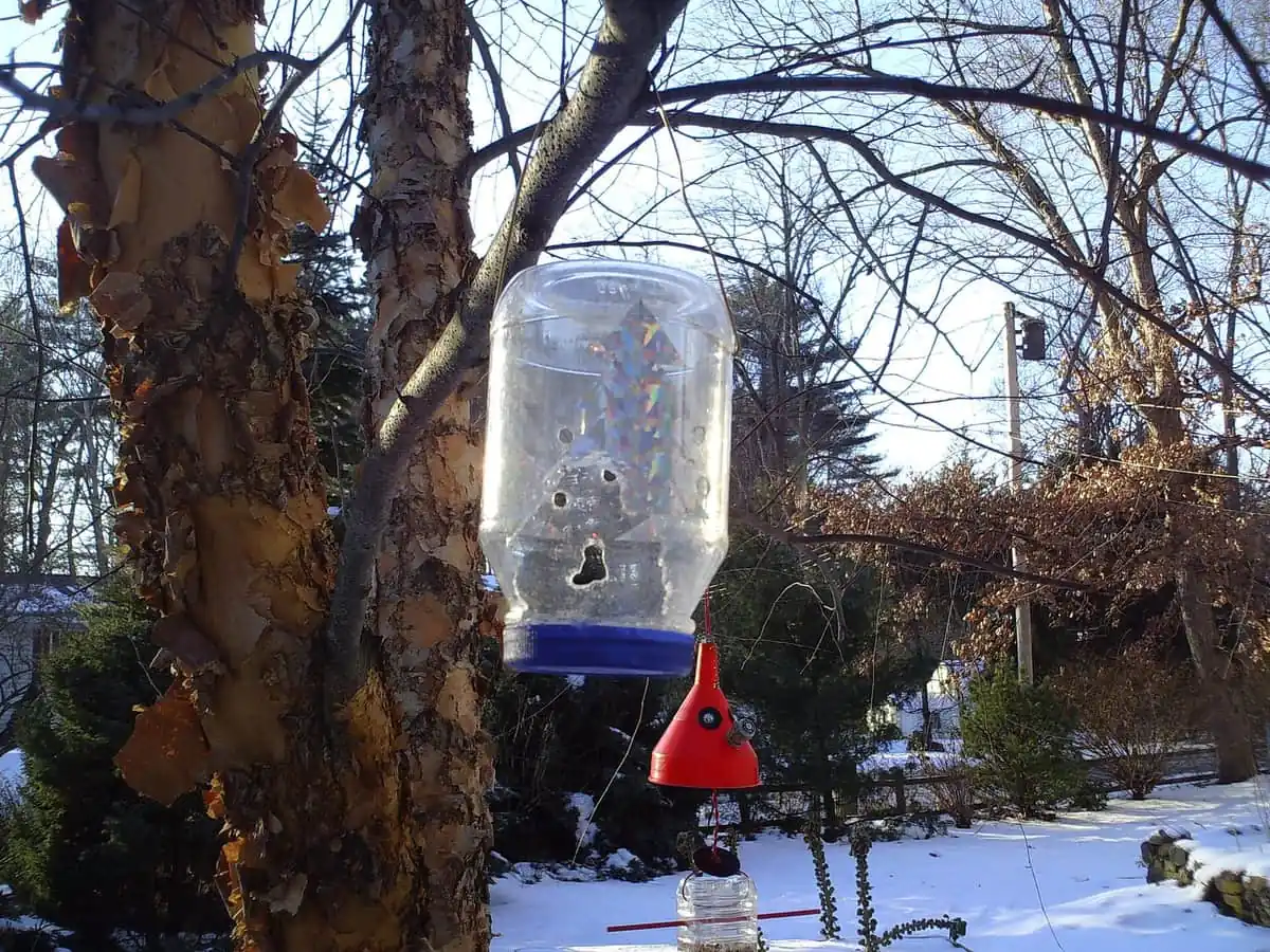 Homemade bottle feeder hanging from a tree branch with no guards