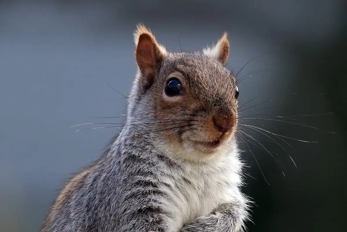 Close portrait of an eastern gray squirrel