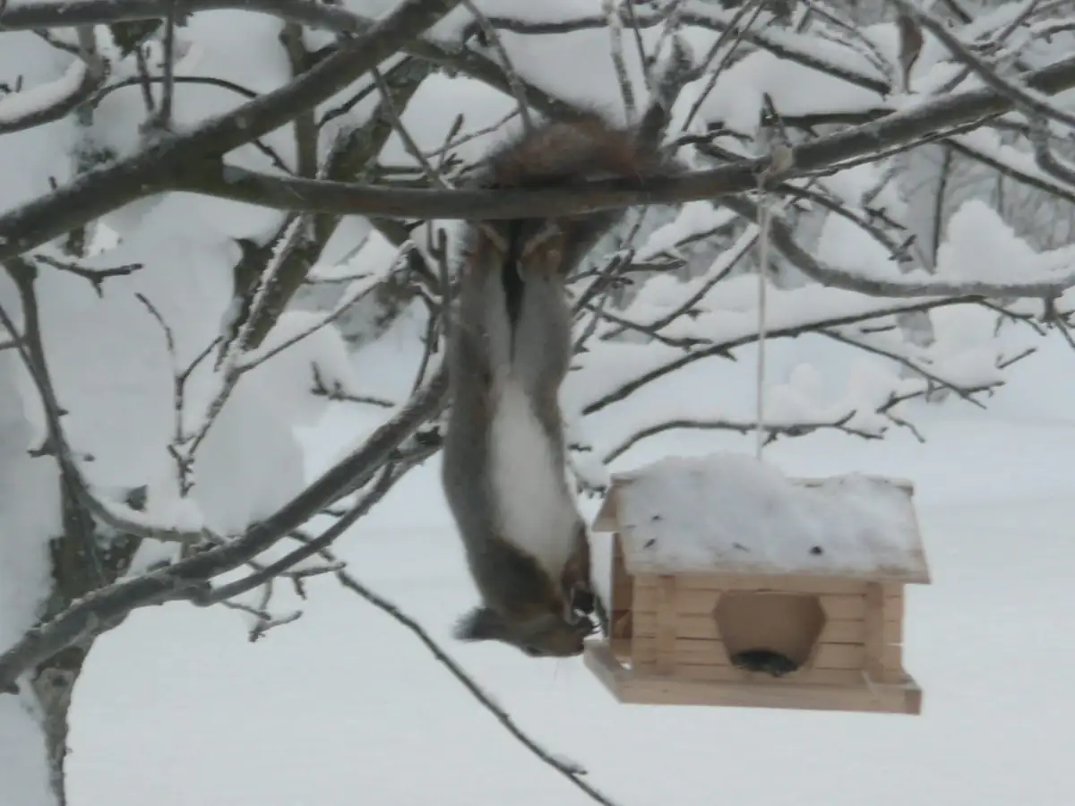 Squirrel hanging upside down from a branch to reach a snowy bird feeder