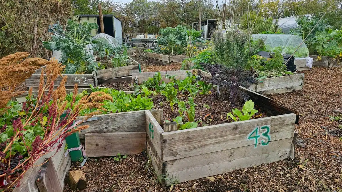 Rows of raised vegetable beds, the kind of soft soil cats choose as a toilet