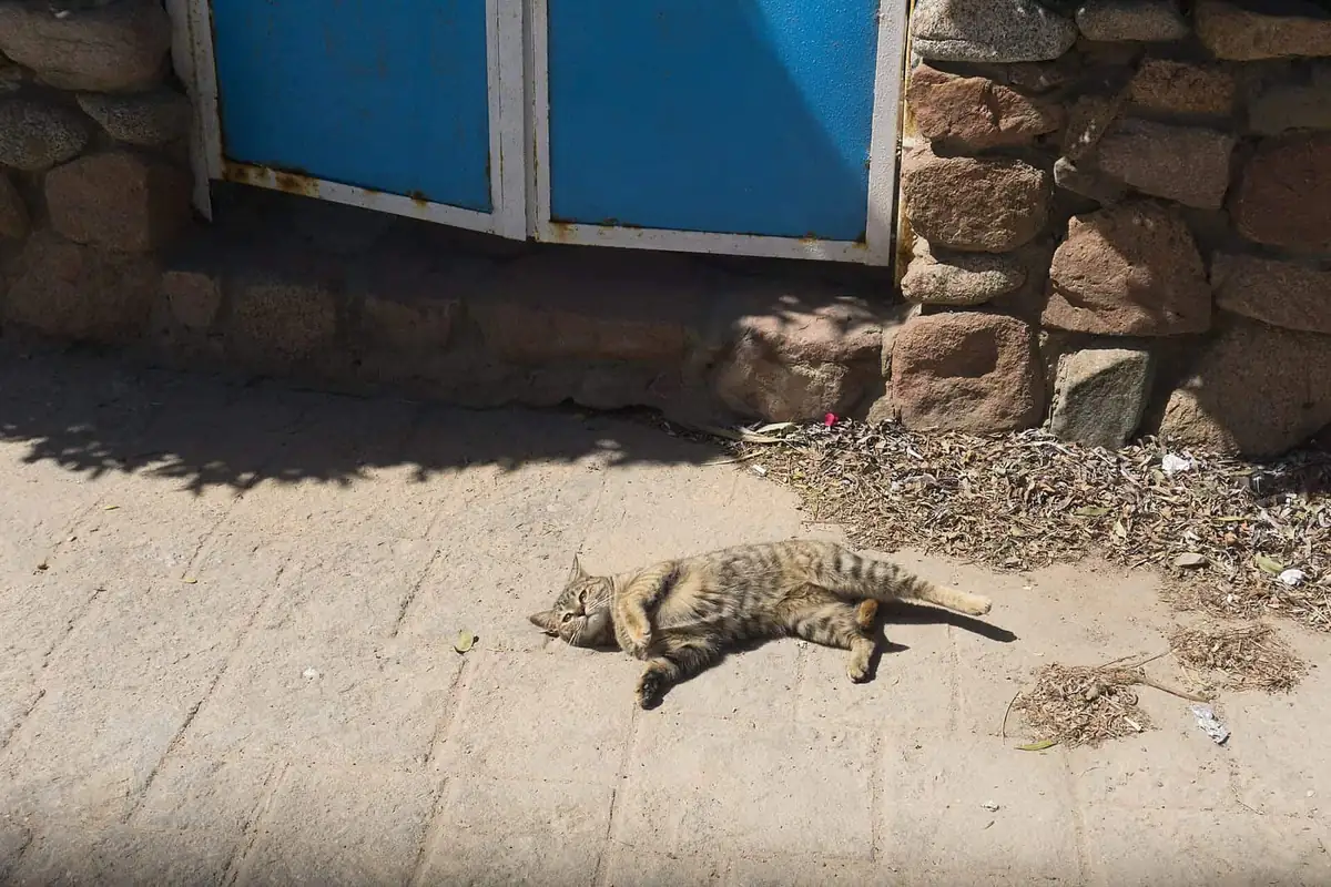 Tabby feral cat lounging on sunlit pavement by a stone wall