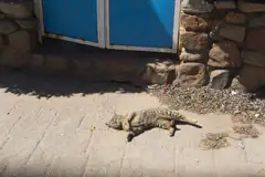 Tabby feral cat lounging on sunlit pavement by a stone wall