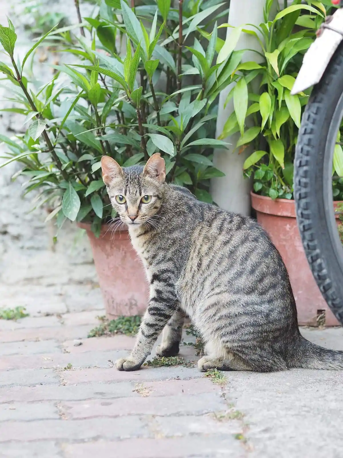 Alert tabby cat standing beside potted plants on a patio