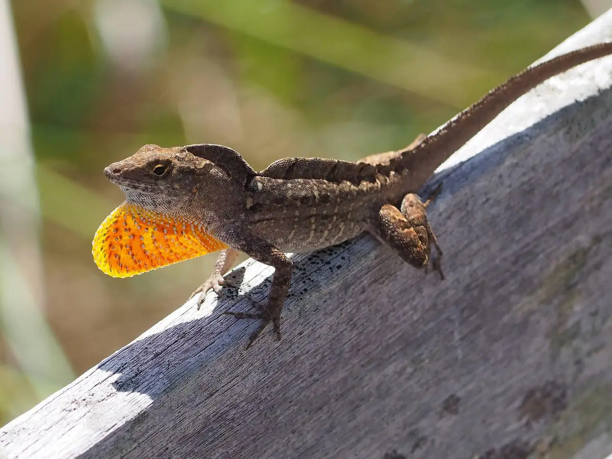 Male brown anole perched on a rail with its orange throat fan extended