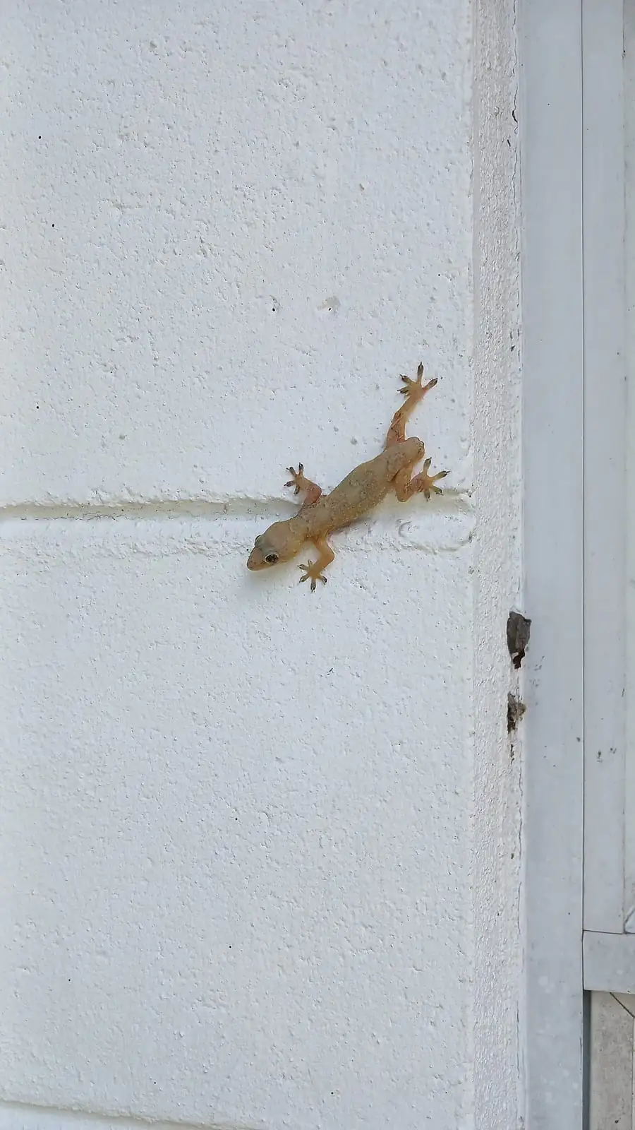 Small pale house gecko clinging to a white exterior house wall beside a door frame
