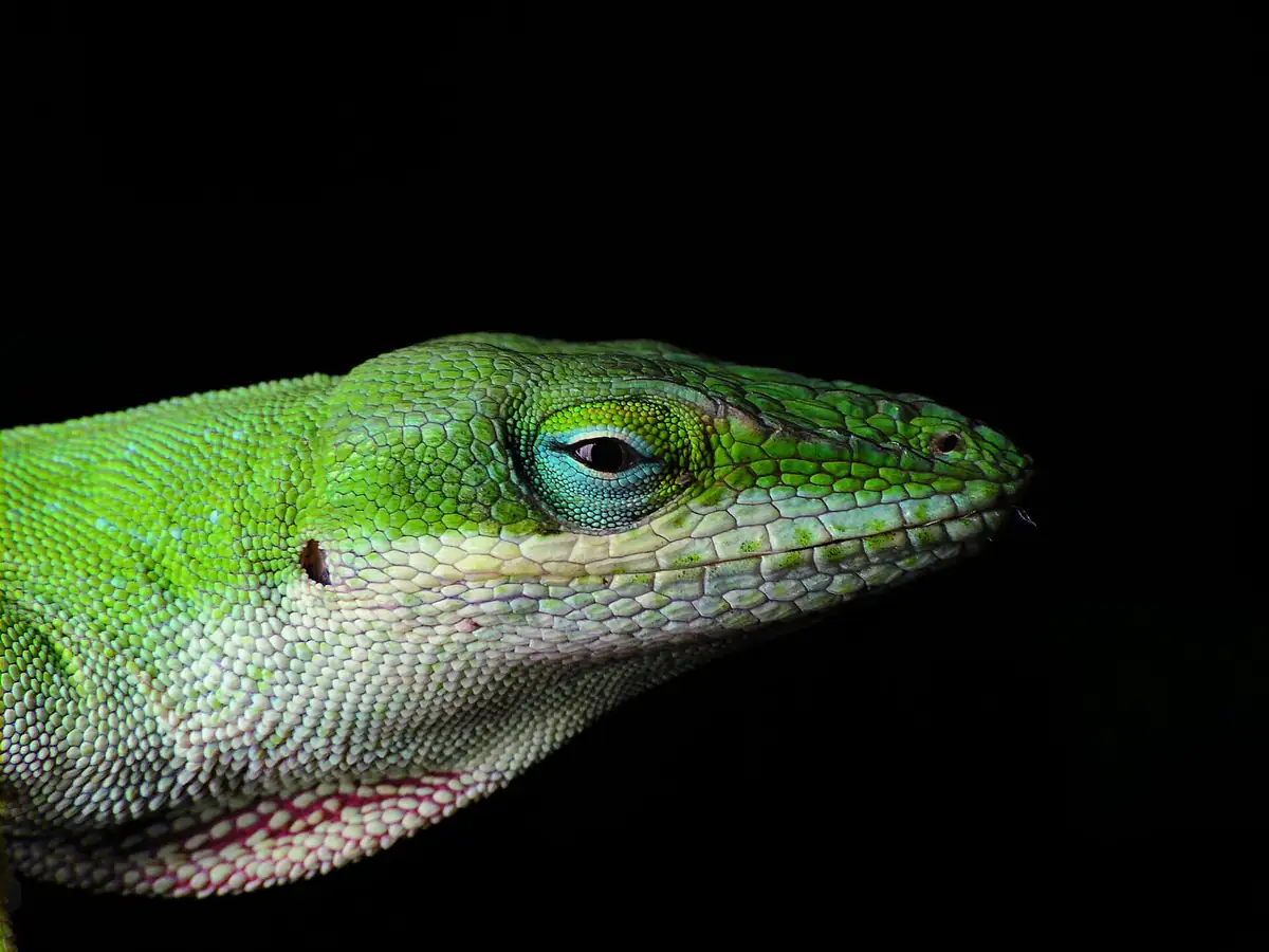 Close-up of a green anole head showing textured scales and a folded pink throat fan
