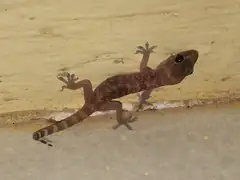 Mediterranean house gecko clinging to an exterior house wall