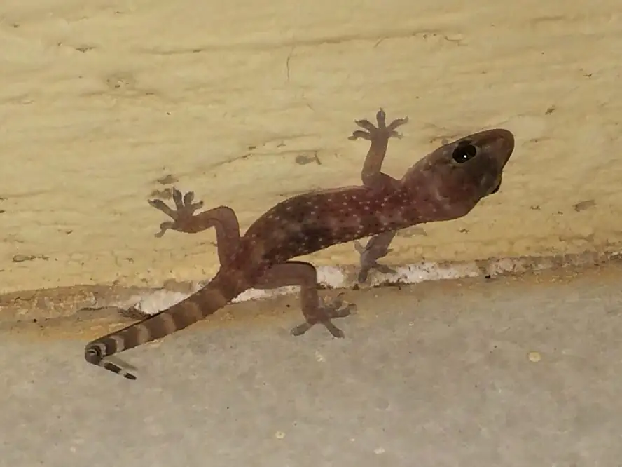 Mediterranean house gecko clinging to an exterior house wall